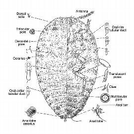   Delottococcus aberiae  
 Illustration by Miller & Giliomee 